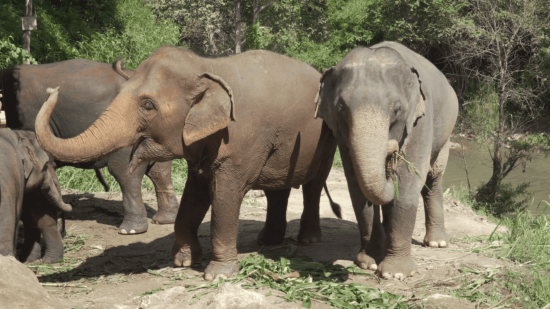 Elephant AR postcard inspiration